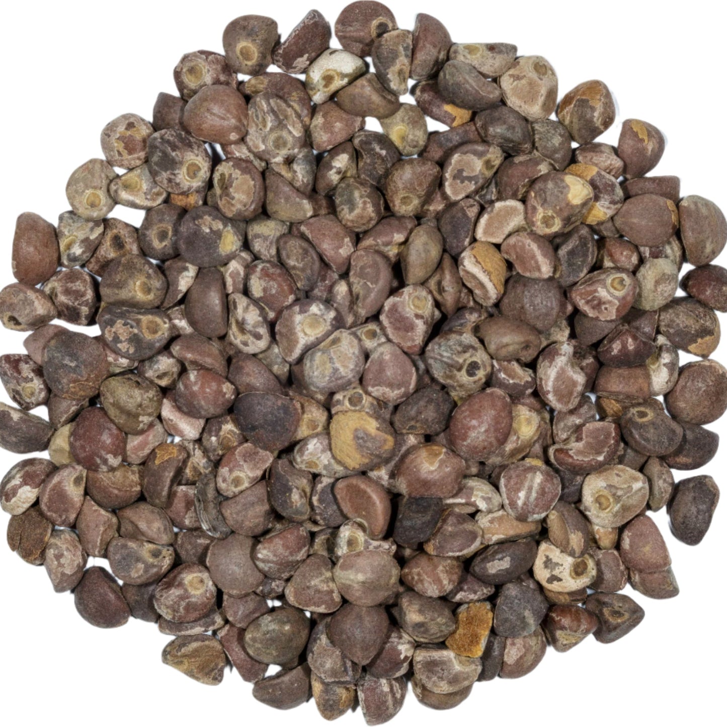 Hawaiian Baby WoodRose Seeds - HBWR | Morning Glory | Argyreia Nervosa | Silberkraut | Elephant Climber