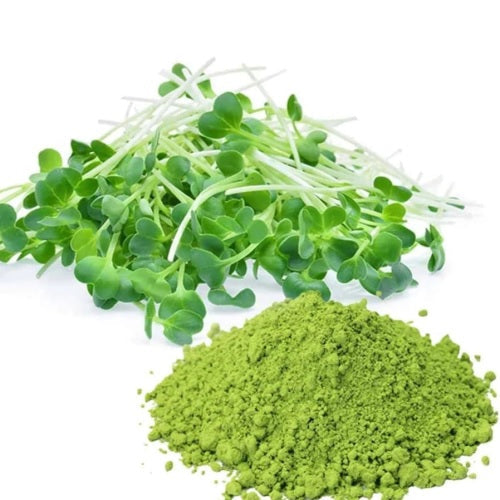 Benefits of Alfalfa Juice Powder - Wholesale B2B Bulk Suppliers in USA