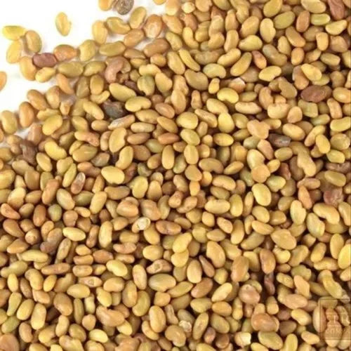 Benefits of Alfalfa Seeds - Wholesale B2B Bulk Suppliers in Europe