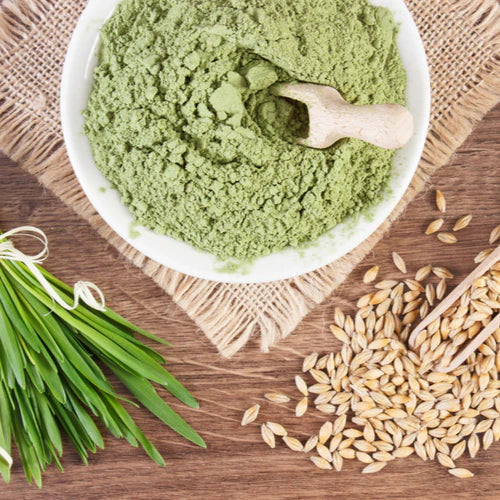 Benefits of Barley Grass powder- Wholesale B2B Bulk Suppliers in Europe