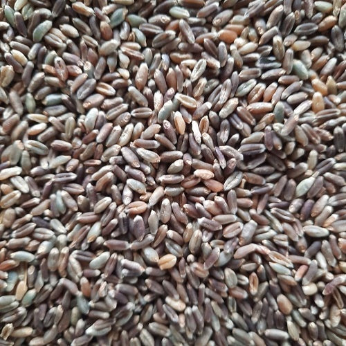 Benefits of Black Wheat Seeds - Wholesale B2B Bulk Suppliers in Europe