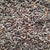 Benefits Of Black Wheat Seeds - Wholesale B2B Bulk Suppliers