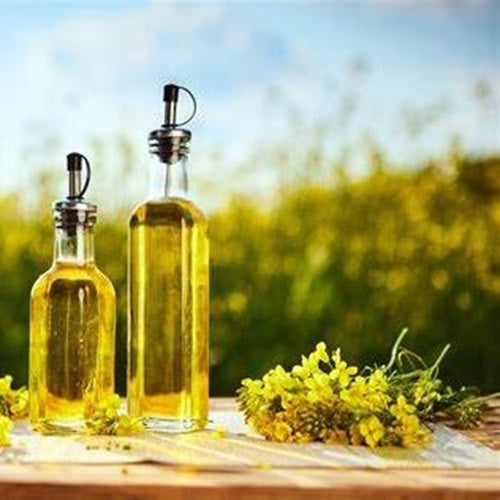 Benefits of Canola Oil - Wholesale B2B Bulk Suppliers in Europe