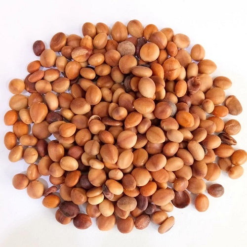 Benefits of Cassia Nodosa Seeds - Wholesale B2B Bulk Suppliers in USA