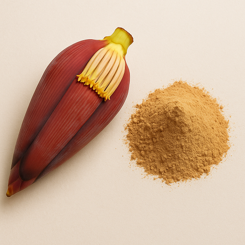 Benifits Of Banana Flower Extract Powder  - Wholesale B2B Bulk Suppliers in USA