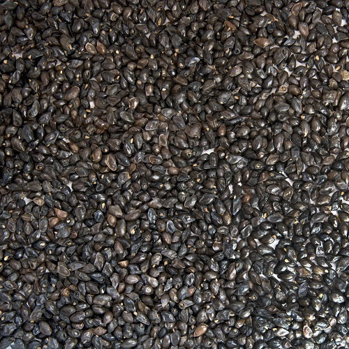 Benefits of Comfrey Seeds - Wholesale B2B Bulk Suppliers in USA