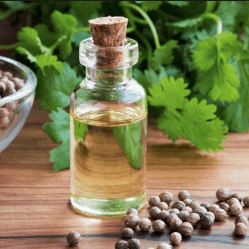 Benefits of Coriander Seed Essential Oil - Wholesale B2B Bulk Suppliers in USA