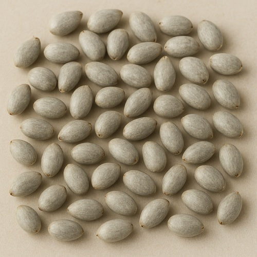 Benefits of Cotton seeds - Wholesale B2B Bulk Suppliers in Europe