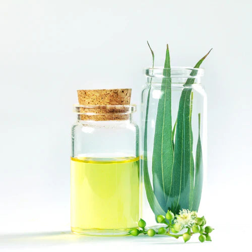 Benefits of Eucalyptus Essential Oil - Wholesale B2B Bulk Suppliers
