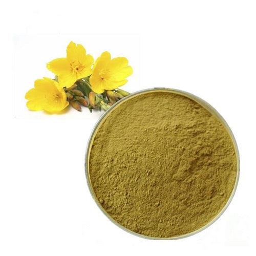 Benefits of Evening-Primrose Extract Powder - Wholesale B2B Bulk Suppliers in USA