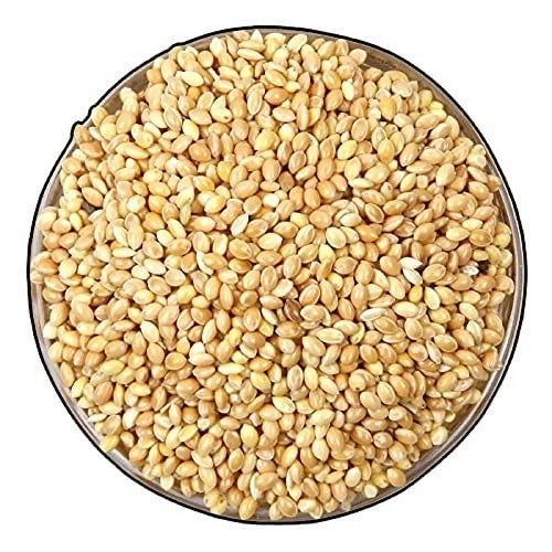 Benefits of Kangani Millet Seeds - Wholesale B2B Bulk Suppliers in Europe
