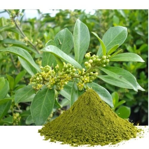 Benefits of Gymnema Leaf Powder - Wholesale B2B Bulk Suppliers in Europe