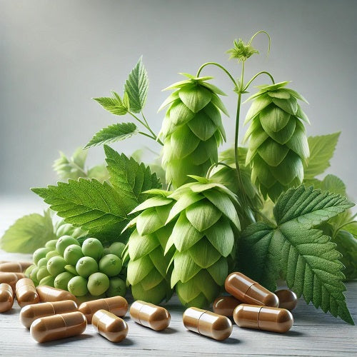 Benefits Of Hops Capsules - Wholesale B2B Bulk Suppliers