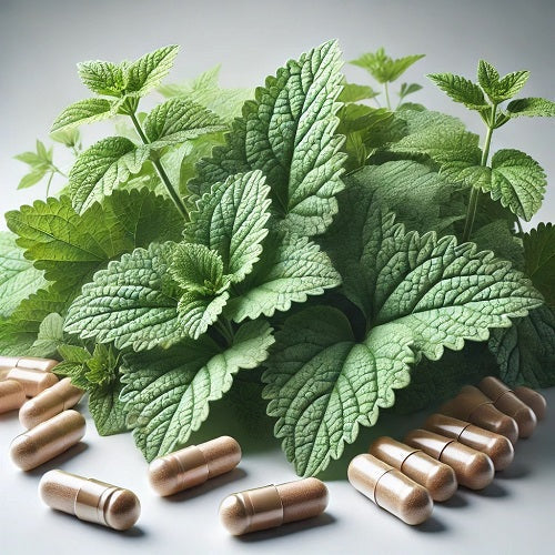 Benefits Of Horehound Capsules - Wholesale B2B Bulk Suppliers