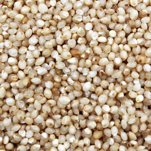 Benefits of Little Millet Seeds - Wholesale B2B Bulk Suppliers in Europe