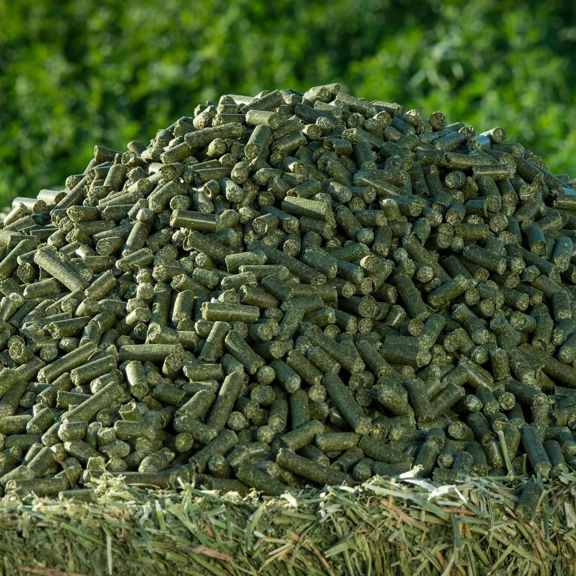 Moringa Pellets Benefits: Top Benefits of Feeding Horses Moringa Pellets