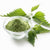 Benefits of Nettle Leaf Powder - Wholesale B2B Bulk Suppliers in Europe