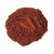 Benifits Of Pine Bark Extract Powder - Wholesale B2B Bulk Suppliers in Europe