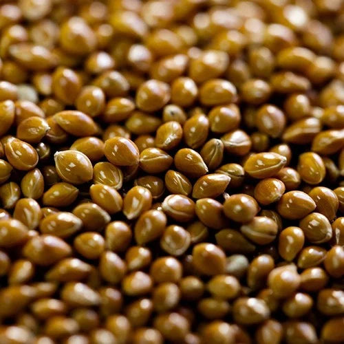 Benefits of Proso Millet Seeds - Wholesale B2B Bulk Suppliers in USA