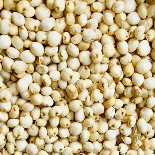 Benefits of Sorghum Millet Seeds - Wholesale B2B Bulk Suppliers in USA