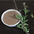 Benefits of Tulsi Powder - Wholesale B2B Bulk Suppliers in USA