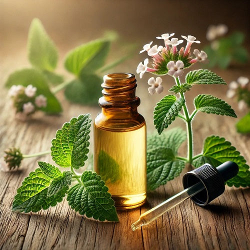 Benefits of Vervain Essential Oil - Wholesale B2B Bulk Suppliers in USA