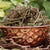 Benefits of Brahm Dandi Seeds - Wholesale B2B Bulk Suppliers in USA