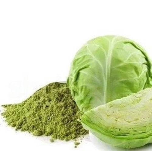 Benefits of Cabbage Powder - Wholesale B2B Bulk Suppliers