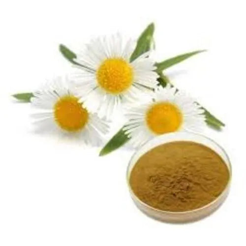 Benifits Of Chamomile Extract Powder - Wholesale B2B Bulk Suppliers in USA