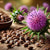 Milk Thistle Seeds: A Natural Powerhouse for Liver Health and Beyond