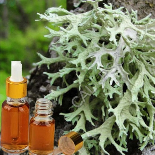 Benefits Of Oakmoss Absolute Oil - Wholesale B2B Bulk Suppliers
