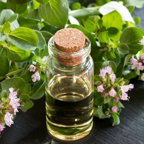Benefits of Oregano Leaf Oil - Wholesale B2B Bulk Suppliers