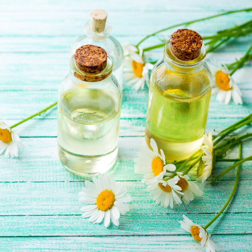 Benefits of Chamomile Essential Oil - Wholesale B2B Bulk Suppliers in Europe