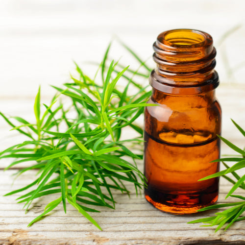 Benefits of Tea Tree Essential Oil - Wholesale B2B Bulk Suppliers in Europe
