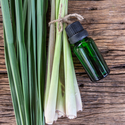 Benefits of Lemon Grass Essential Oil - Wholesale B2B Bulk Suppliers in USA