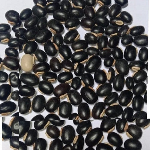 Benefits of Mucuna Pruriens Seeds - Wholesale B2B Bulk Suppliers in USA