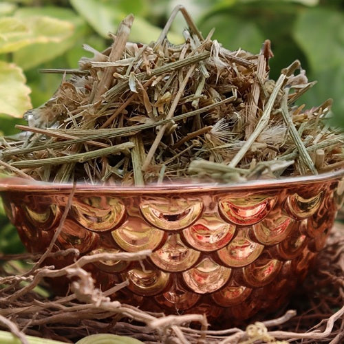 Brahm Dandi Seeds