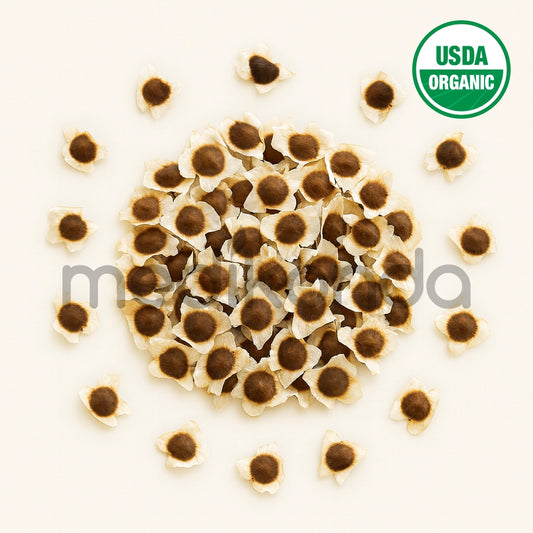 Moringa Seeds with Wings